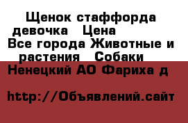 Щенок стаффорда девочка › Цена ­ 20 000 - Все города Животные и растения » Собаки   . Ненецкий АО,Фариха д.